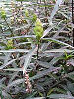 Barleria lupulina (2) (Photo F. Mrugala)